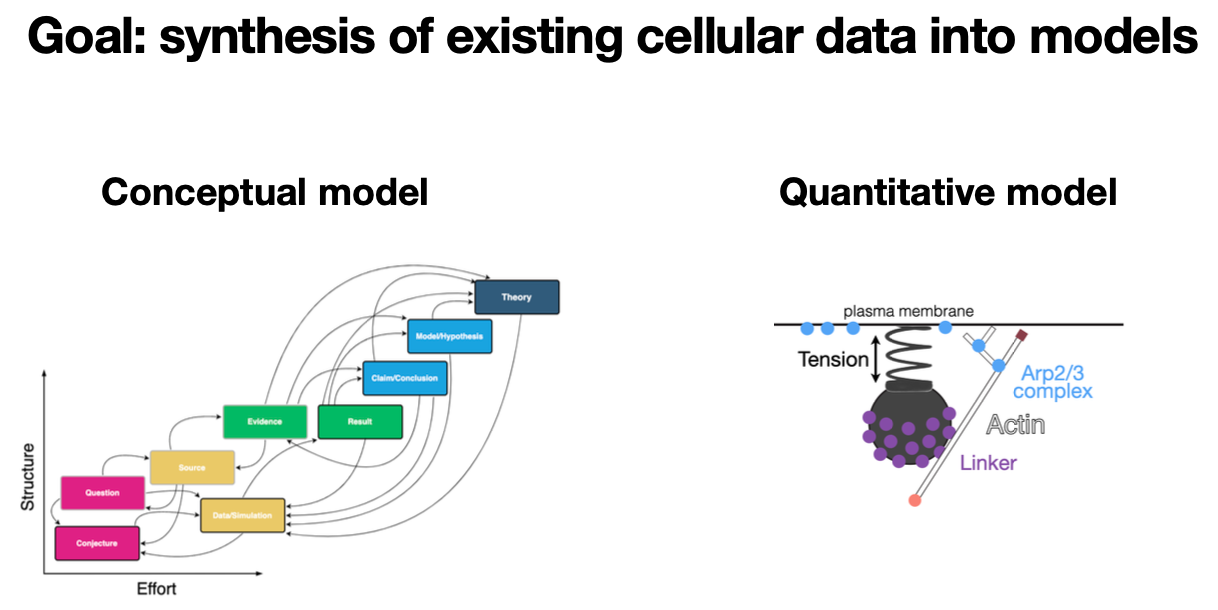 Conceptual and quantitative models.png